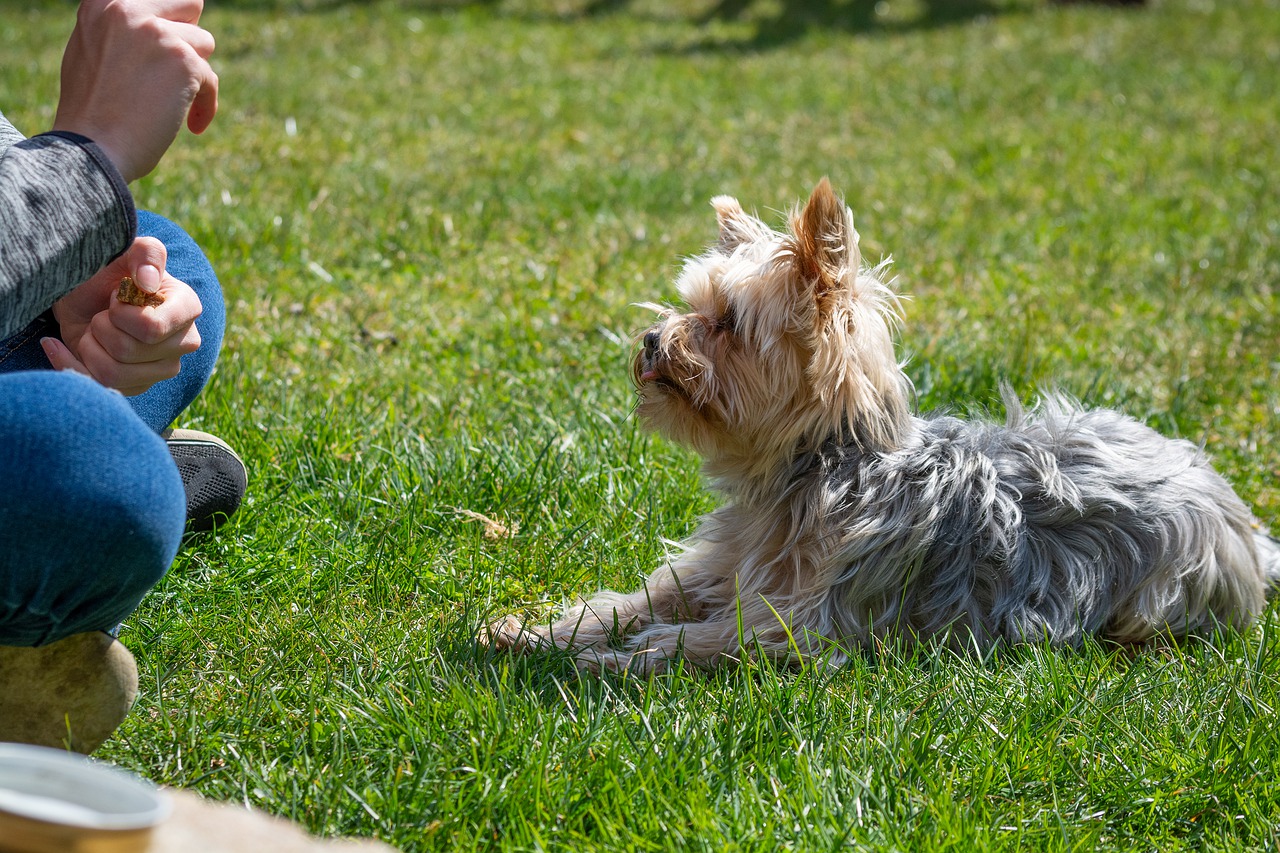 dog, dog training, city square-5037909.jpg